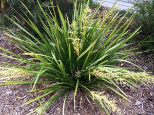 Lomandra Tropic Belle